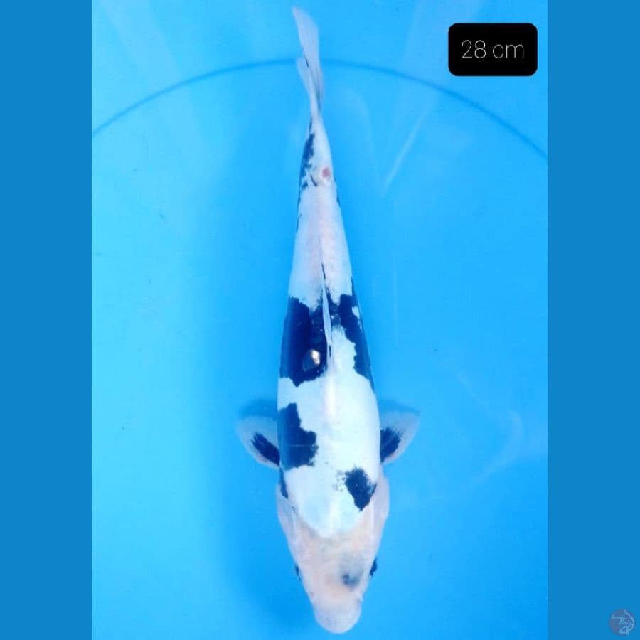 Doitsu 28 cm