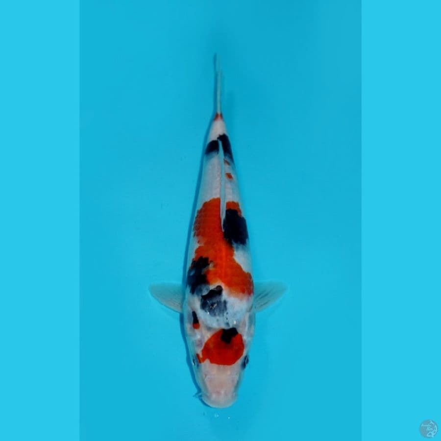 HATTORI - MARUTEN SHOWA, 30CM