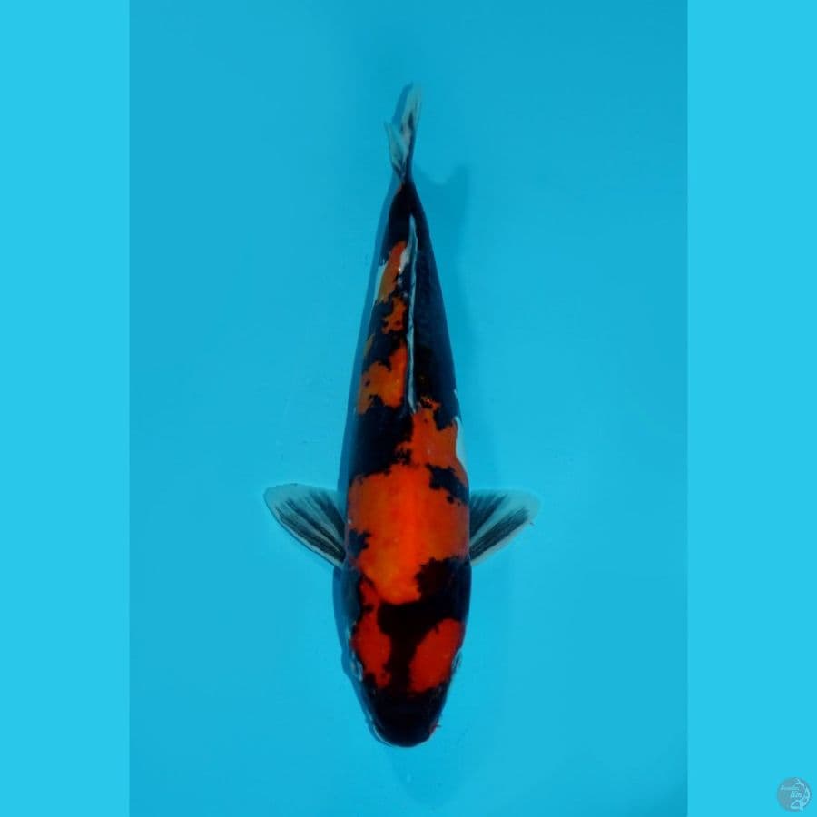 STEALTH ASSASSIN - SHOWA DOITSU, 29CM