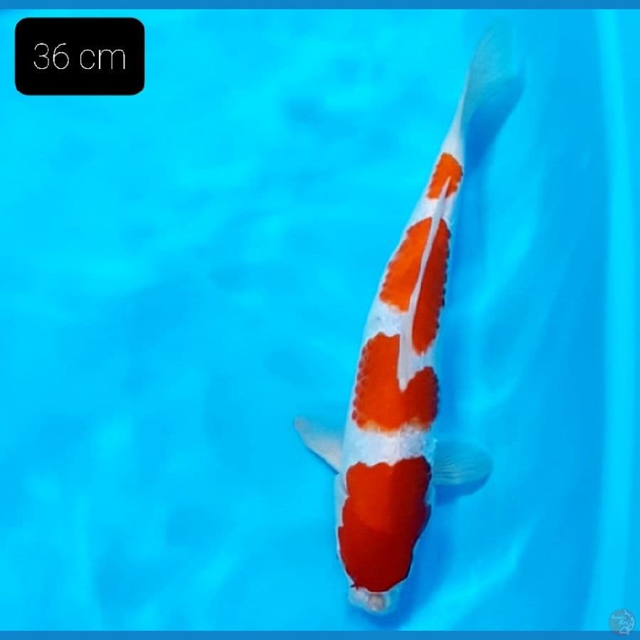 YONDAN 36 CM