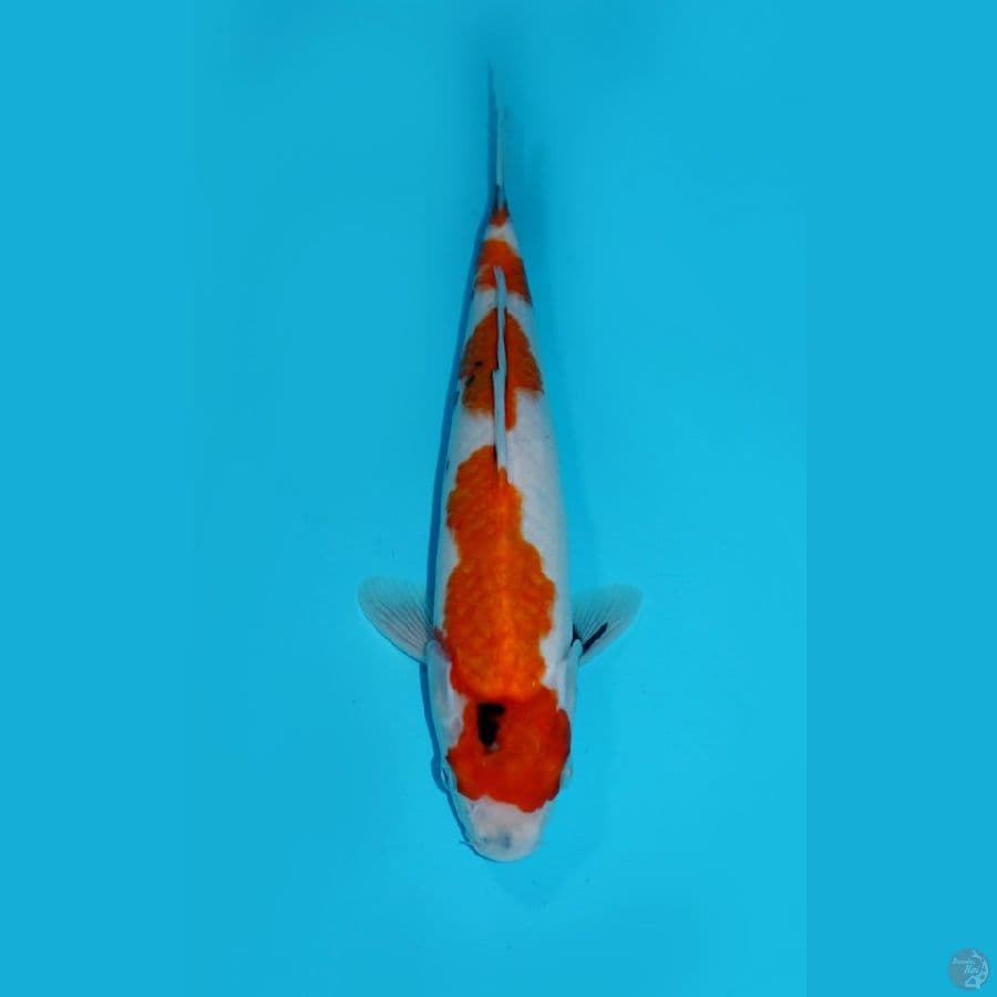 HATTORI-SHOWA TATEGOI, 30 CM