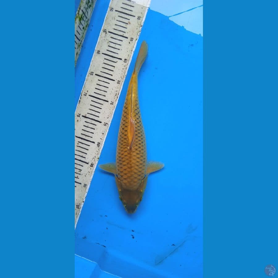 midori body bulki 36 cm