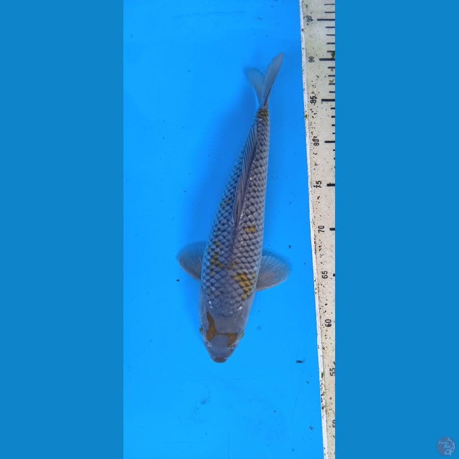 ochiba 32 cm