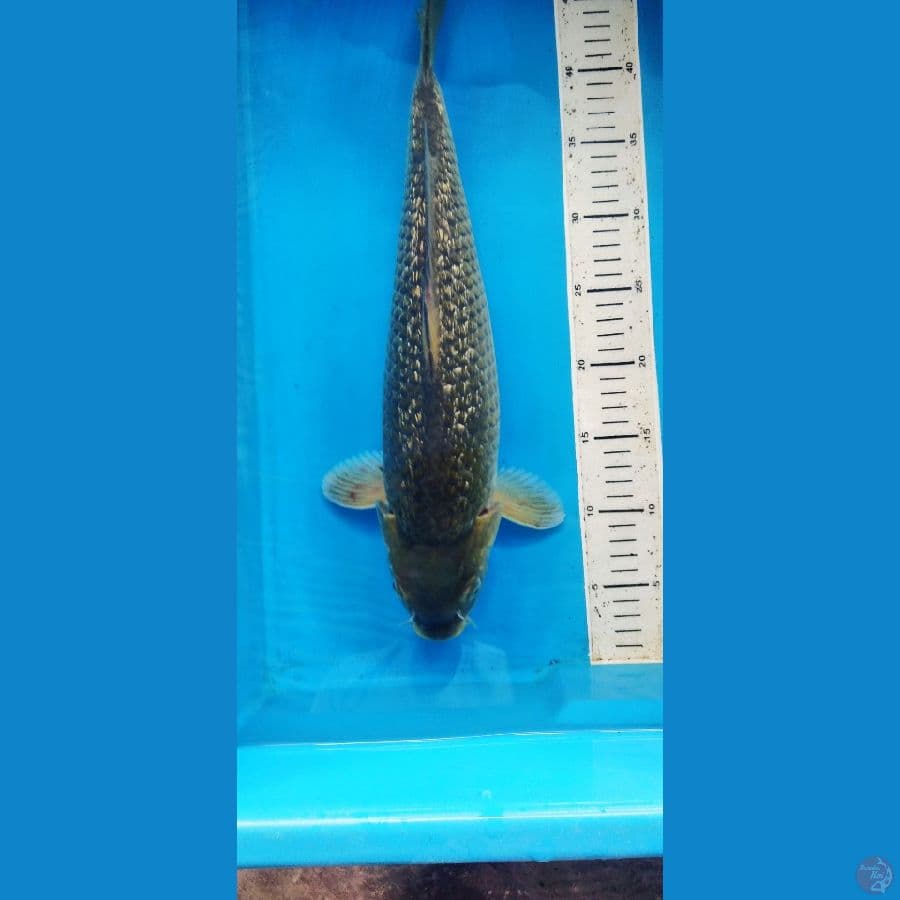 midori goi 45 cm male