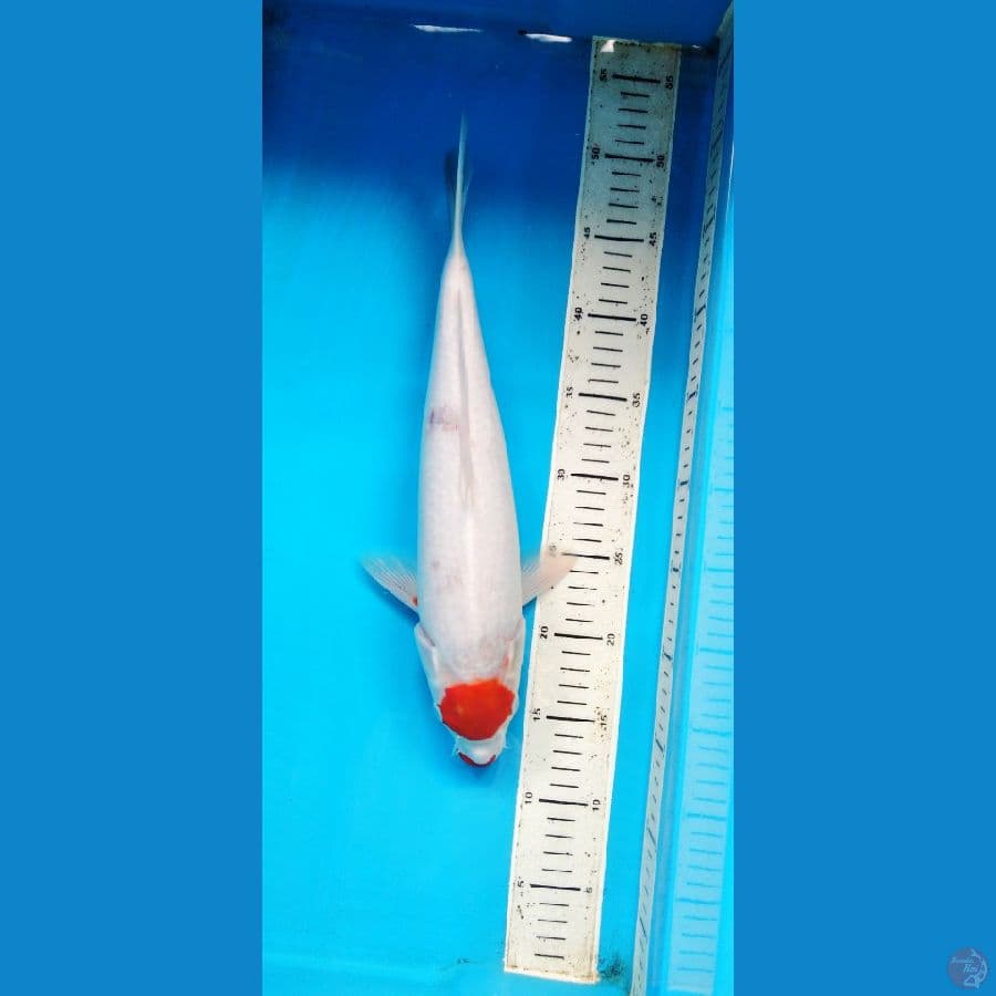 tancho kohaku 37 cm male