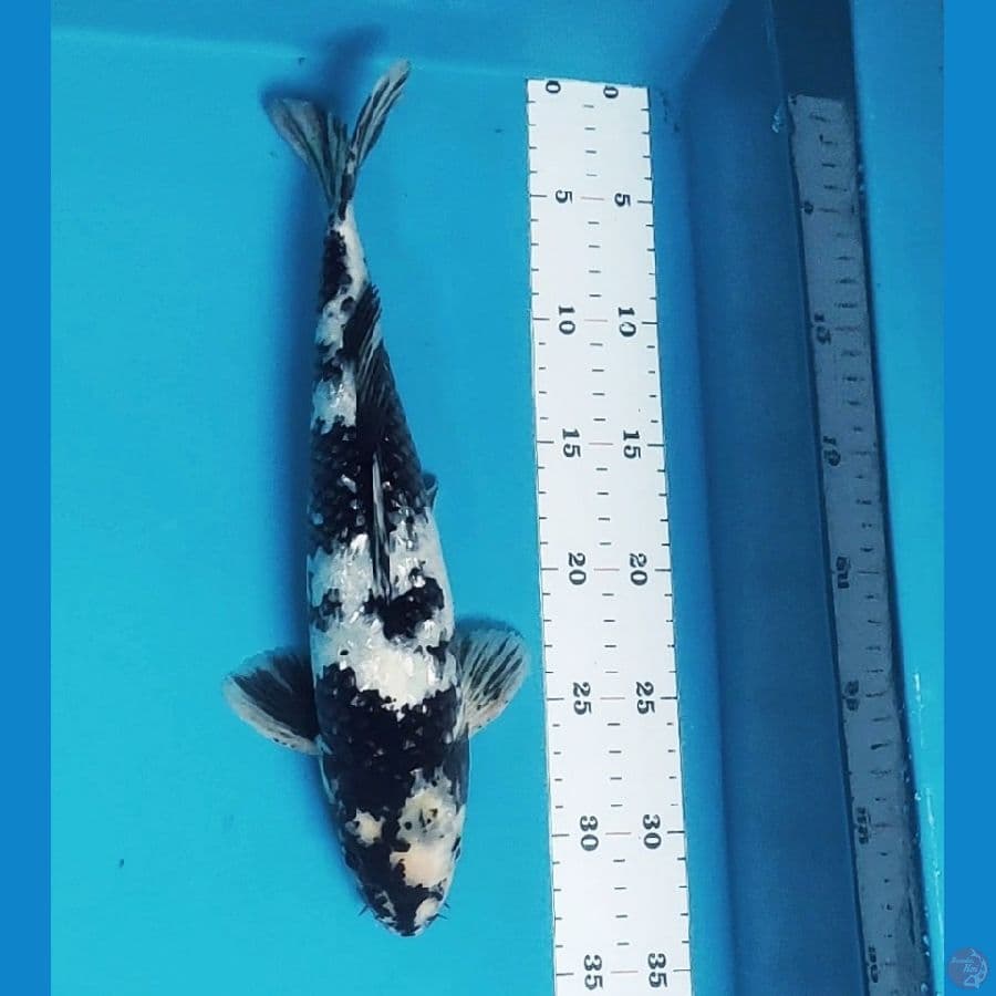 shiro strong ginrin 31cm male