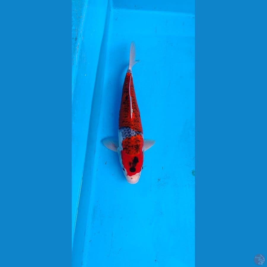 ghosiki ..... 38cm