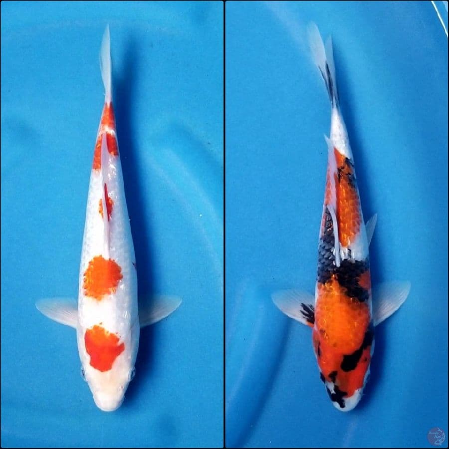GINRIN KOHAKU & GINRIN SHOWA 28 CM