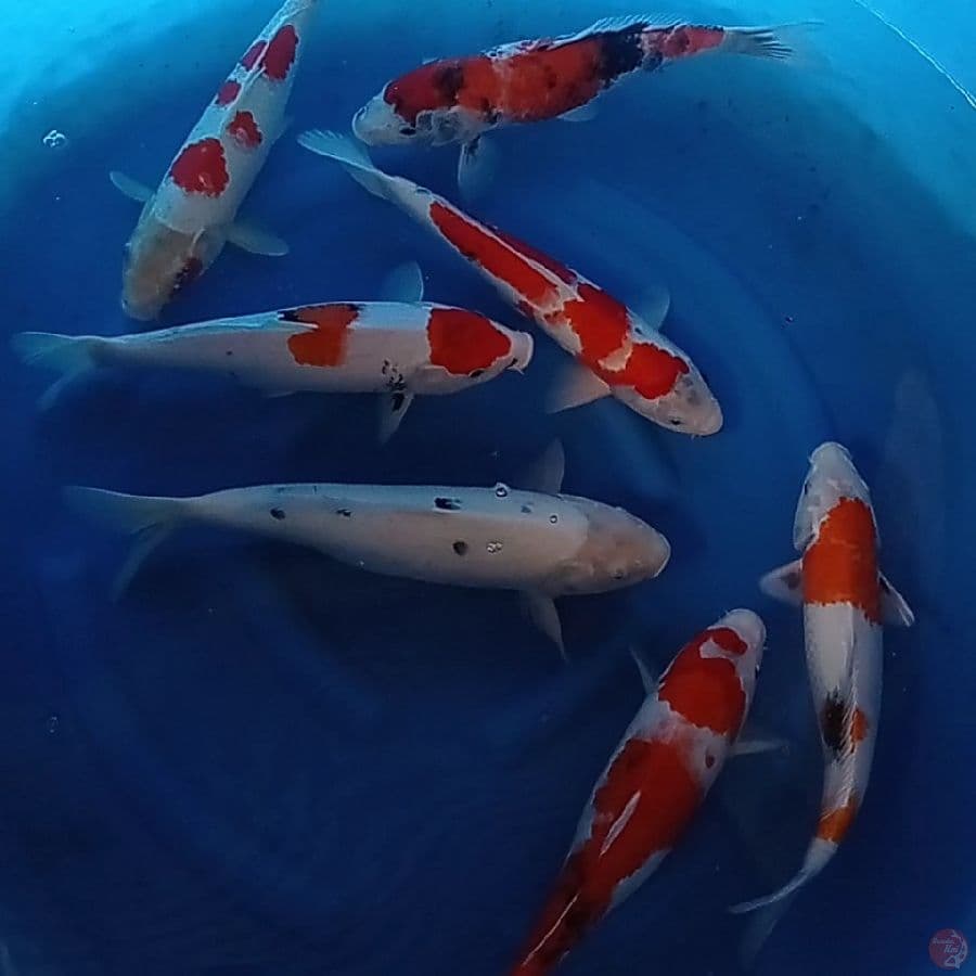 MIX SHOWA 37-42 cm 7 ekor