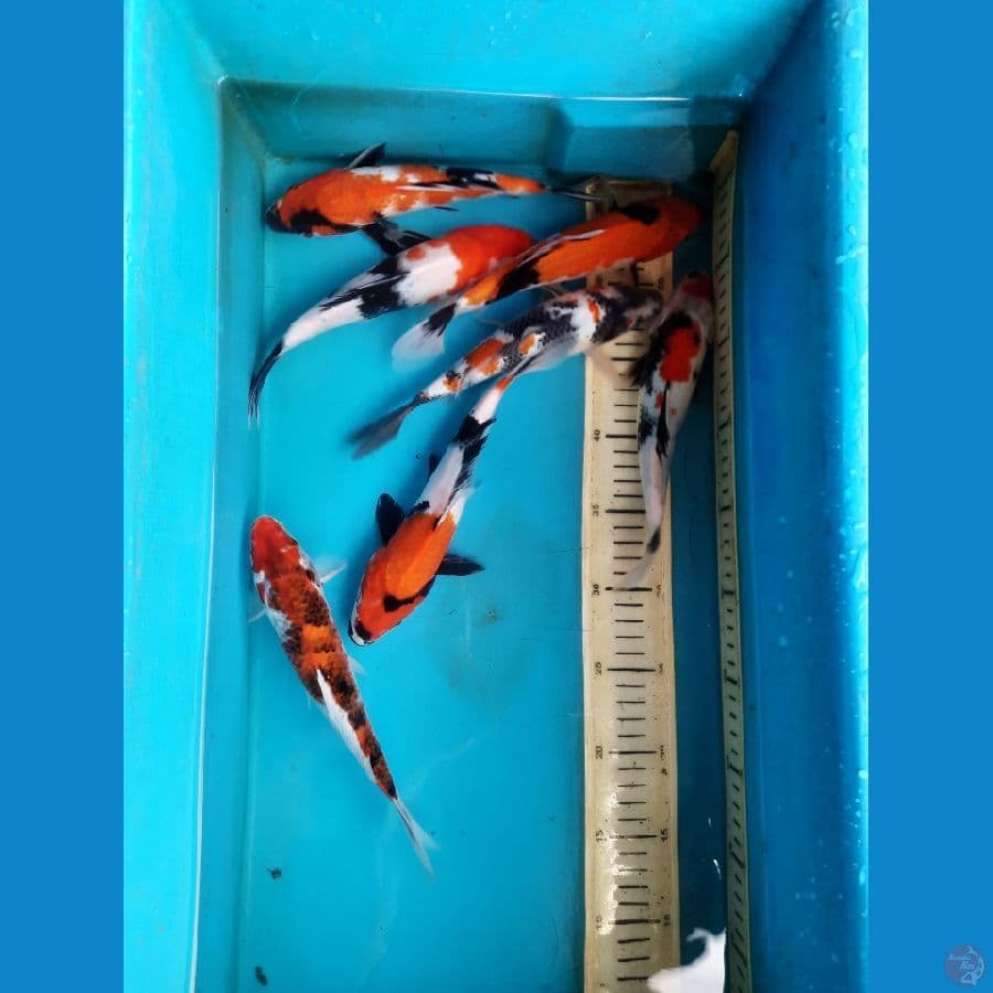 7 ekor Mix 22-23cm
