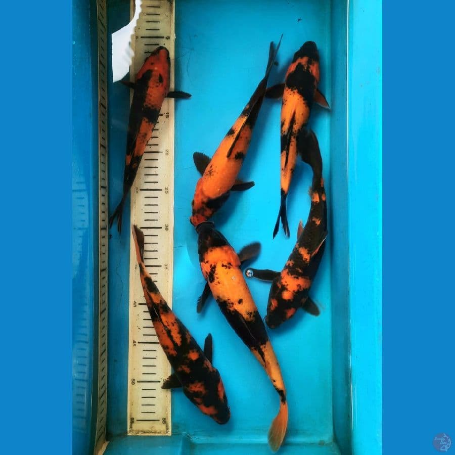 6 ekor Hiu 24-29cm