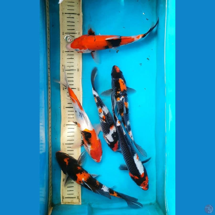 6 ekor Mix 24-26cm