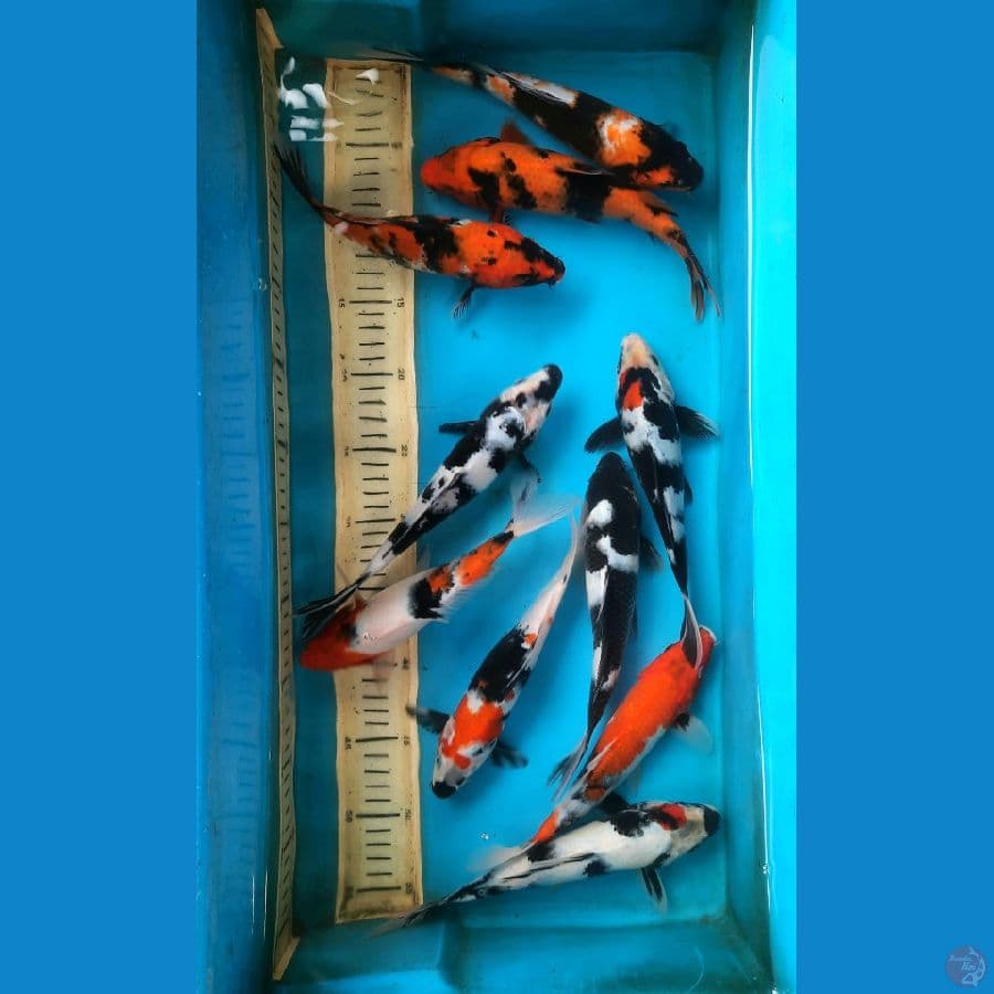 10 ekor mix 21-23cm