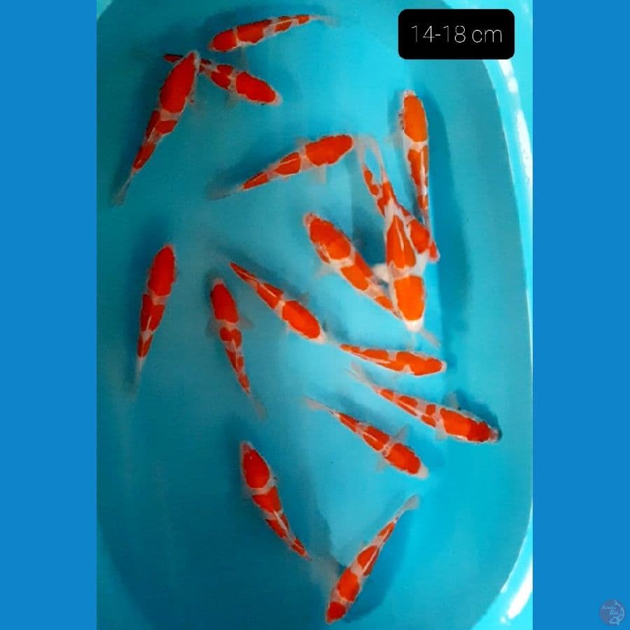 minion Doitsu 16 ekor 14-18 cm