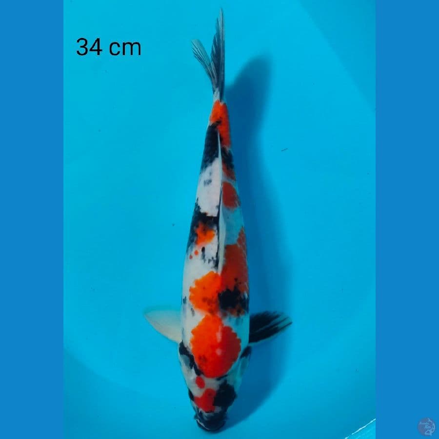 showa 34 cm