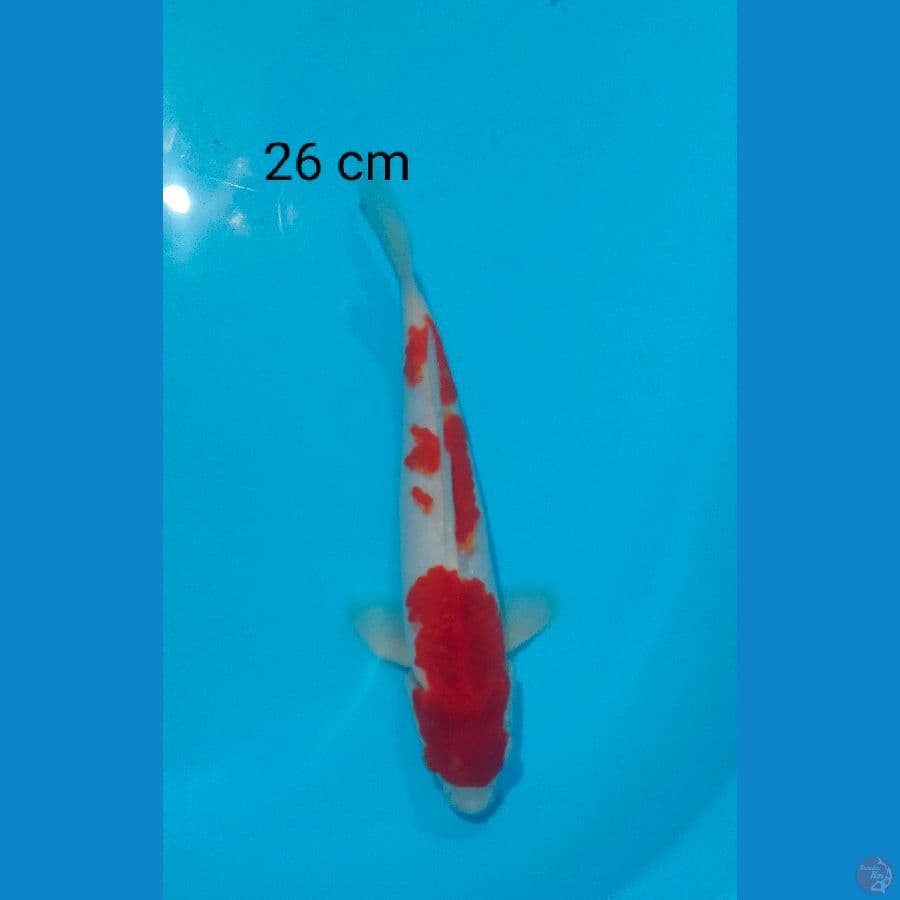 kohaku