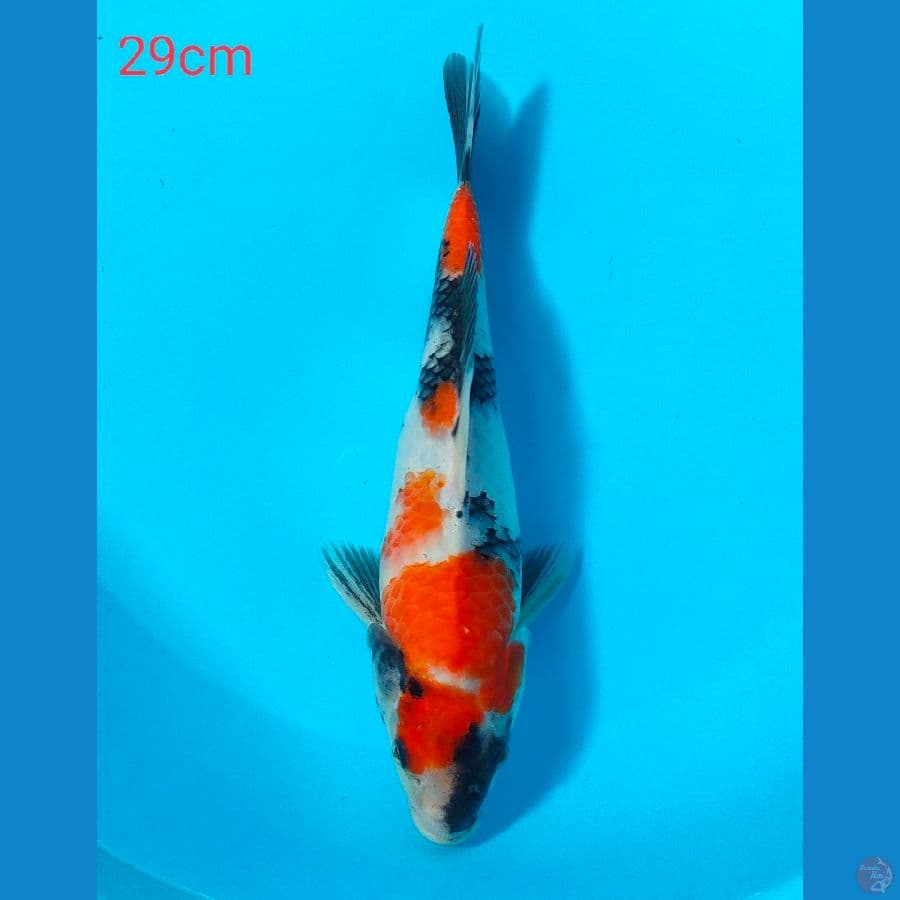 showa 29 cm