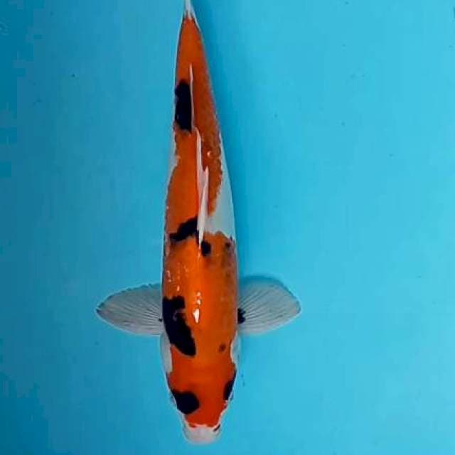 Showa 36cm