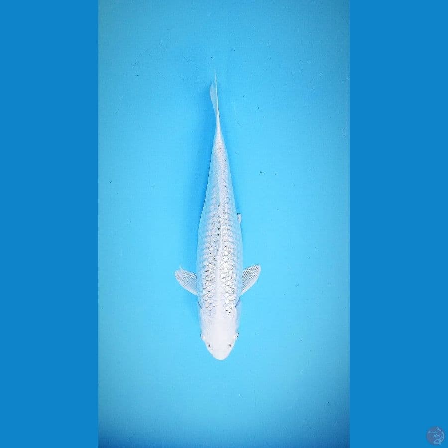 Platinum Ginrin 36 cm