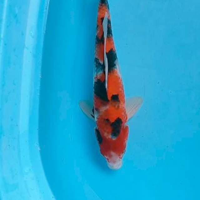 33cm