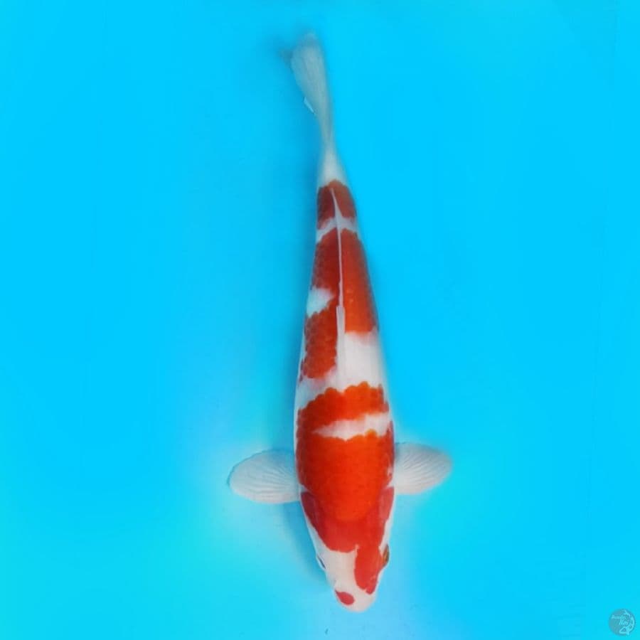 kohaku male body kekar