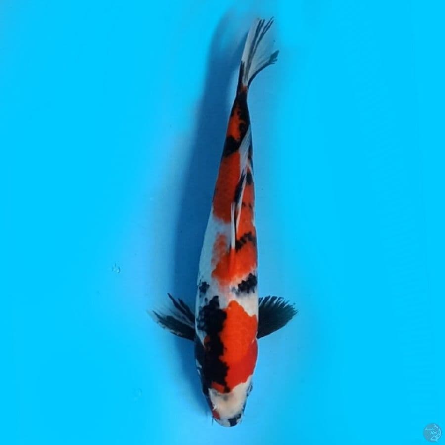 showa male