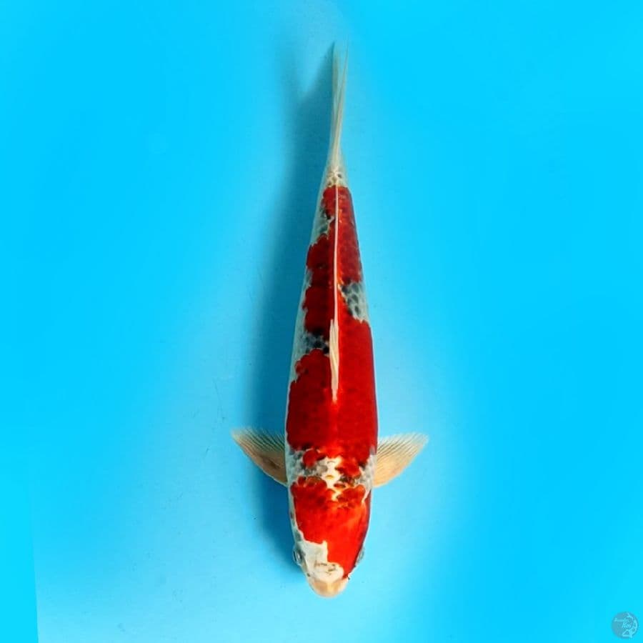 kujaku redstrong male