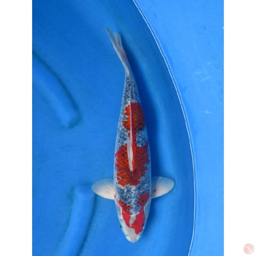 38cm , Male , Red Goshiki F1