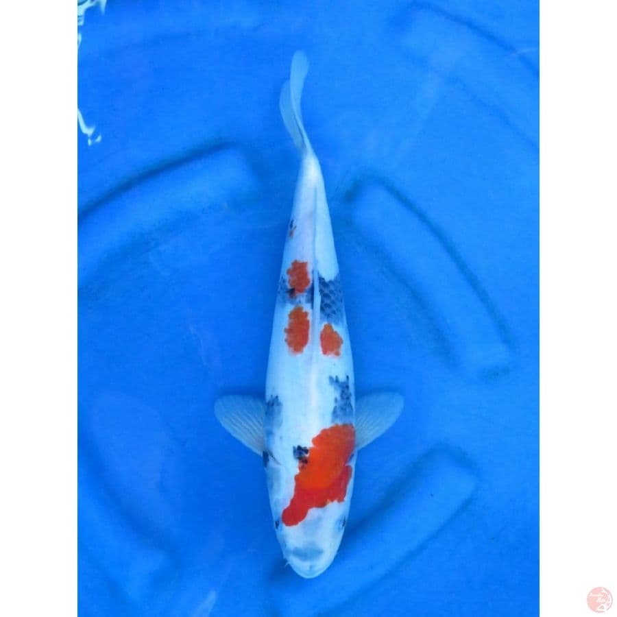 35cm , Super Tategoi - Kindai Showa Putih