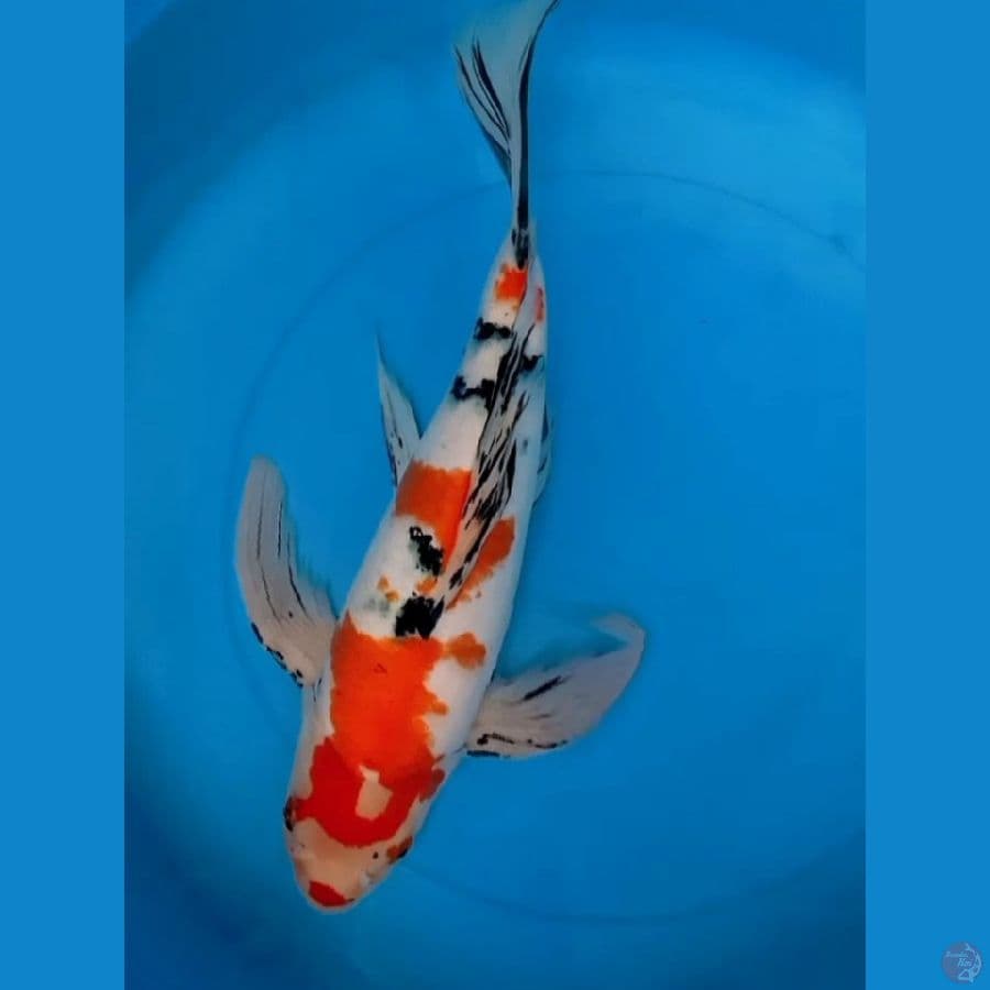 KUMPAY SANKHE 43CM