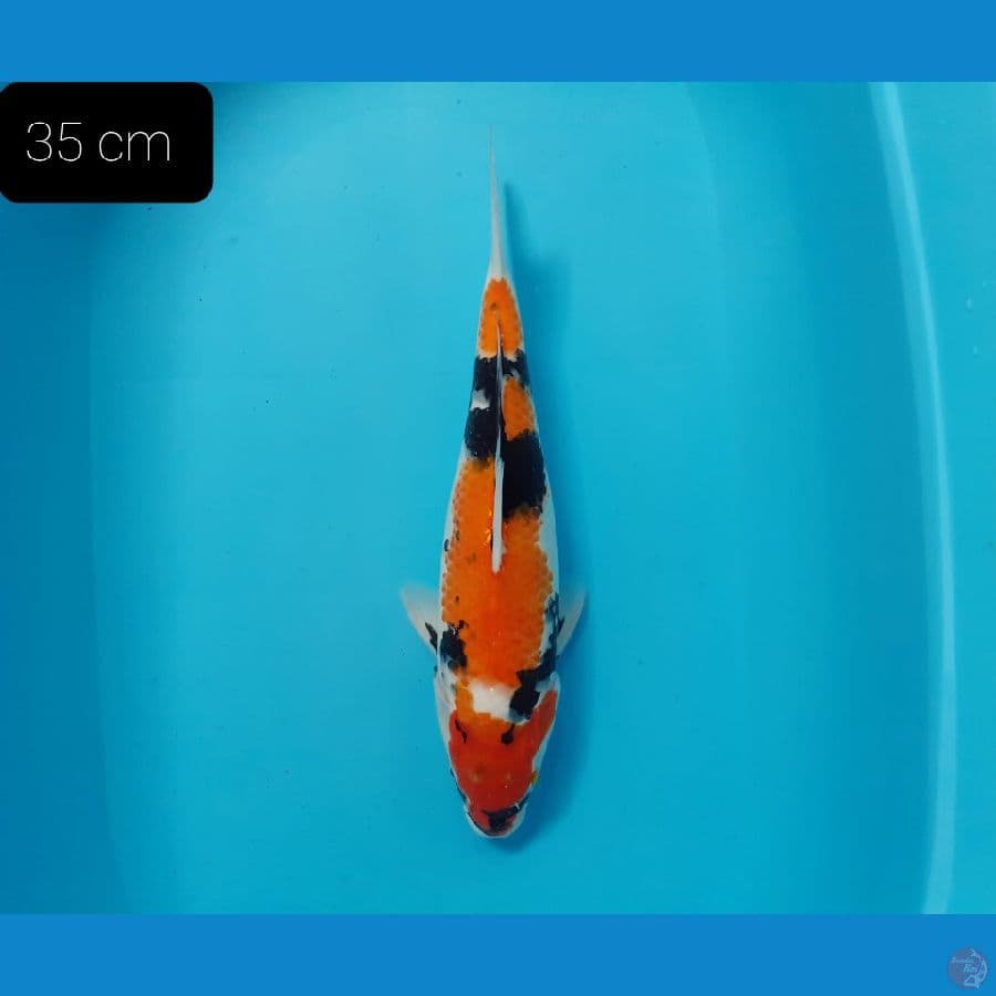 Showa 35 cm