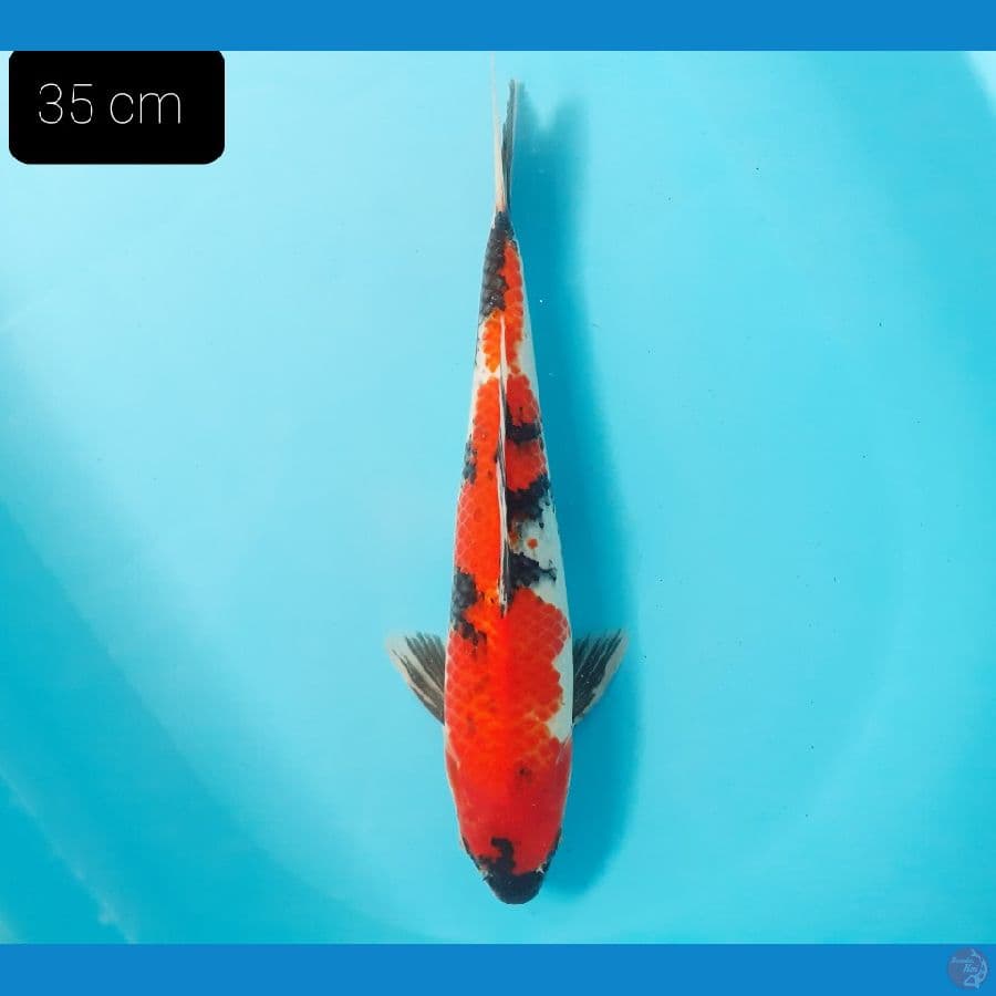 Showa 35 cm
