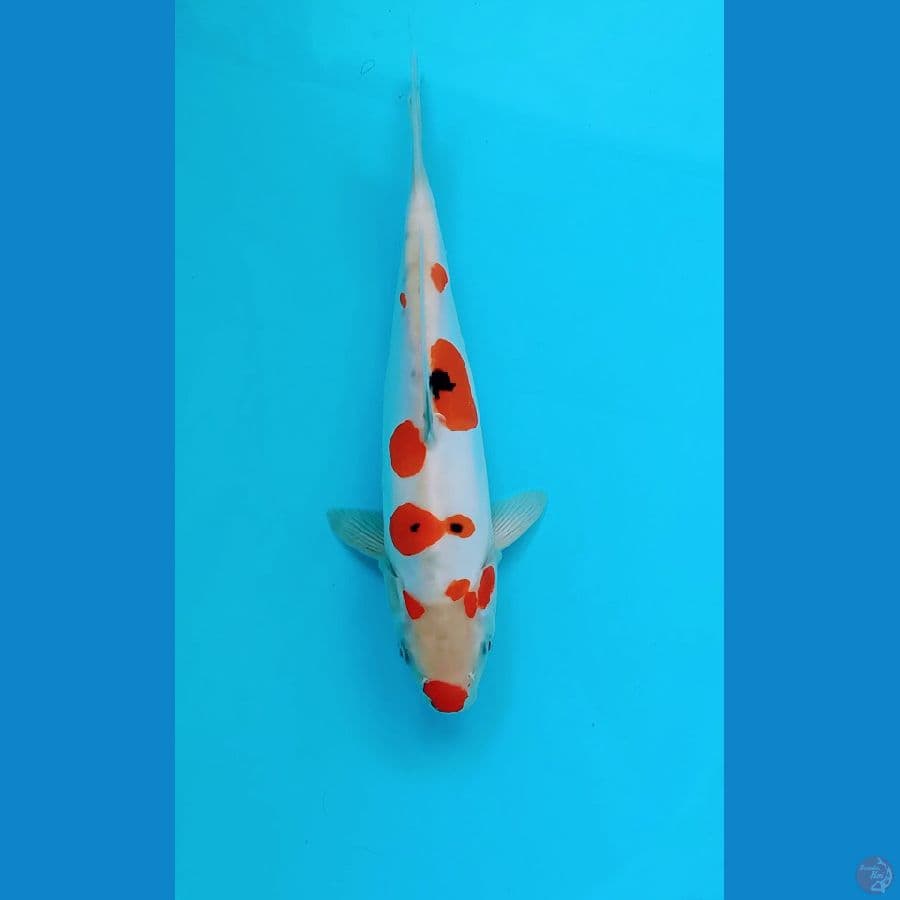 Sanke doit murni - 30cm