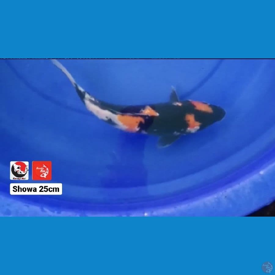SHOWA 25CM --- CANAYA KOI FARM