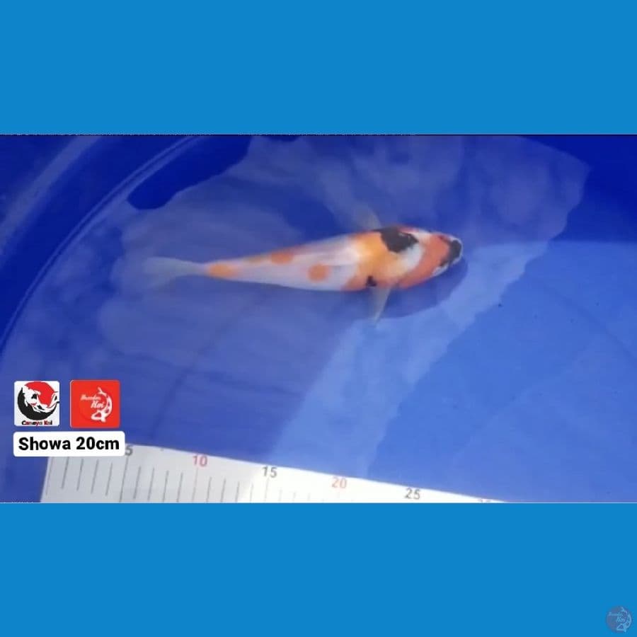 SHOWA 20CM --- CANAYA KOI FARM