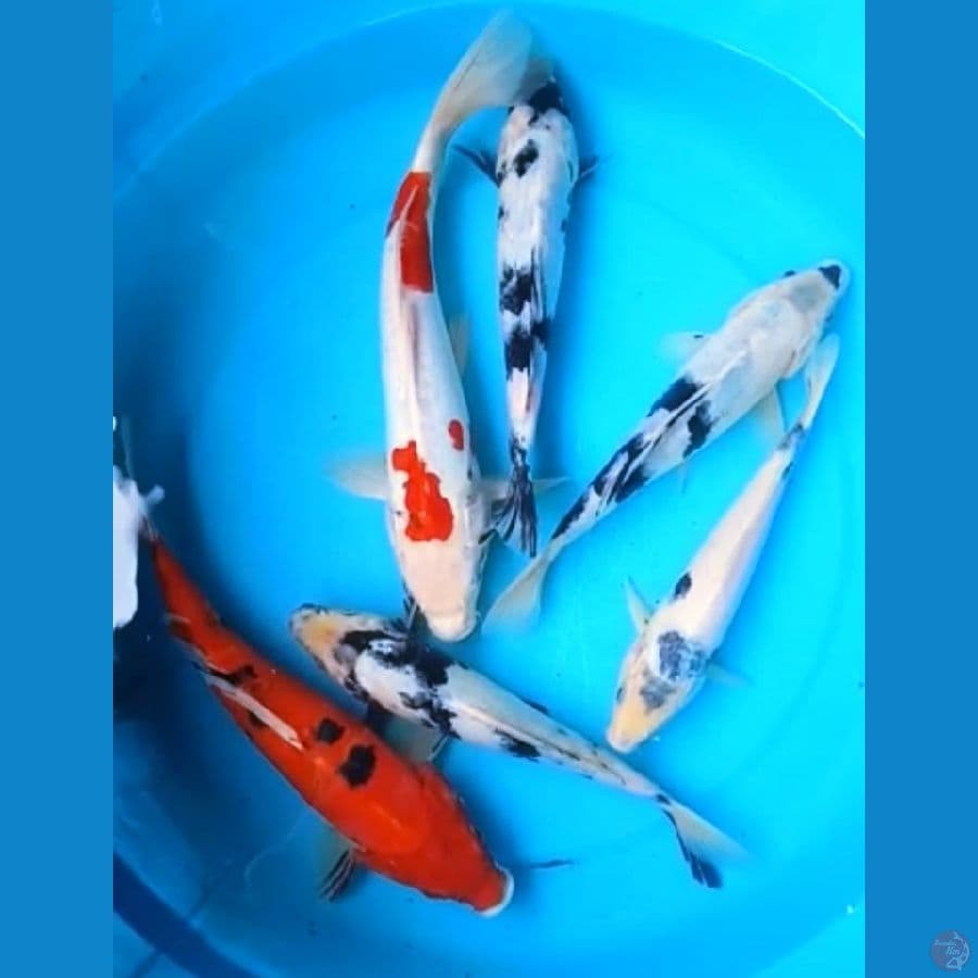 SHIRO, SANKE CAMPUR DOITSU 24 - 30 Cm