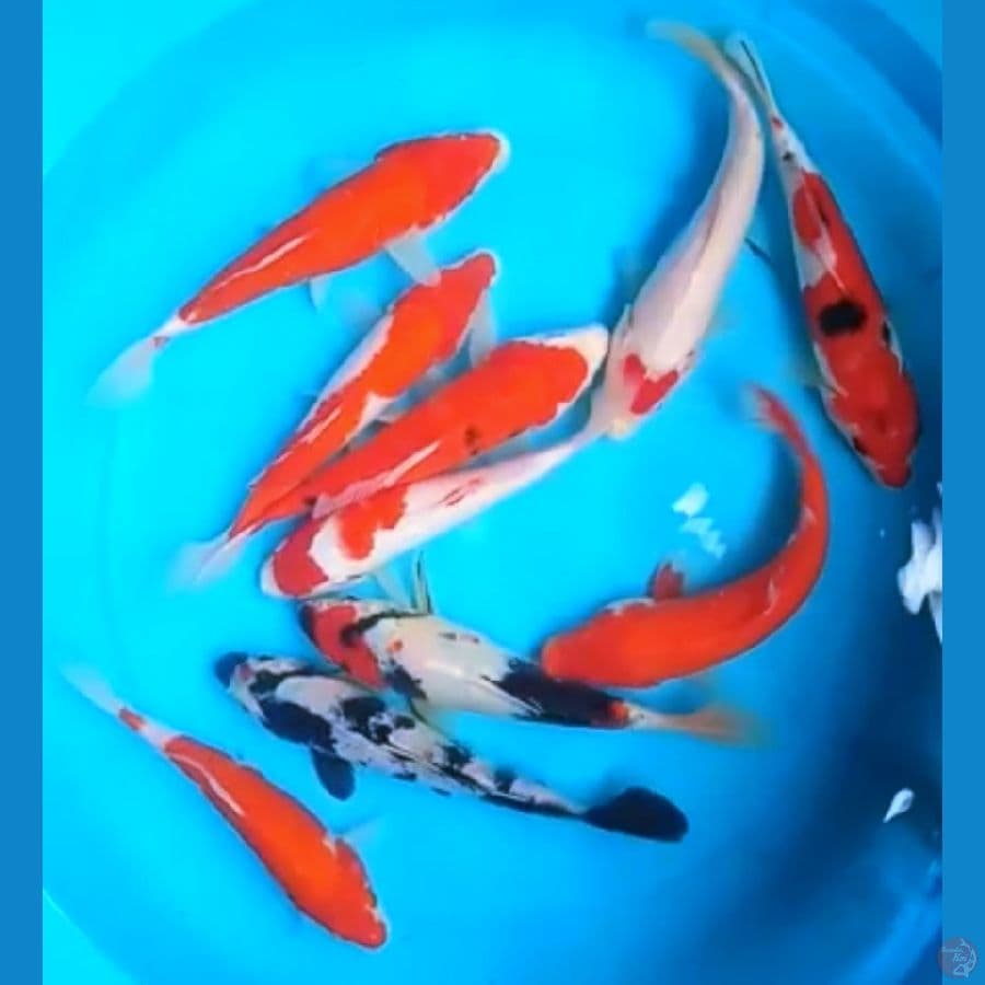 SHOWA, KOHAKU, SANKE, BENIGOI 19 - 20 Cm, 10 EKOR