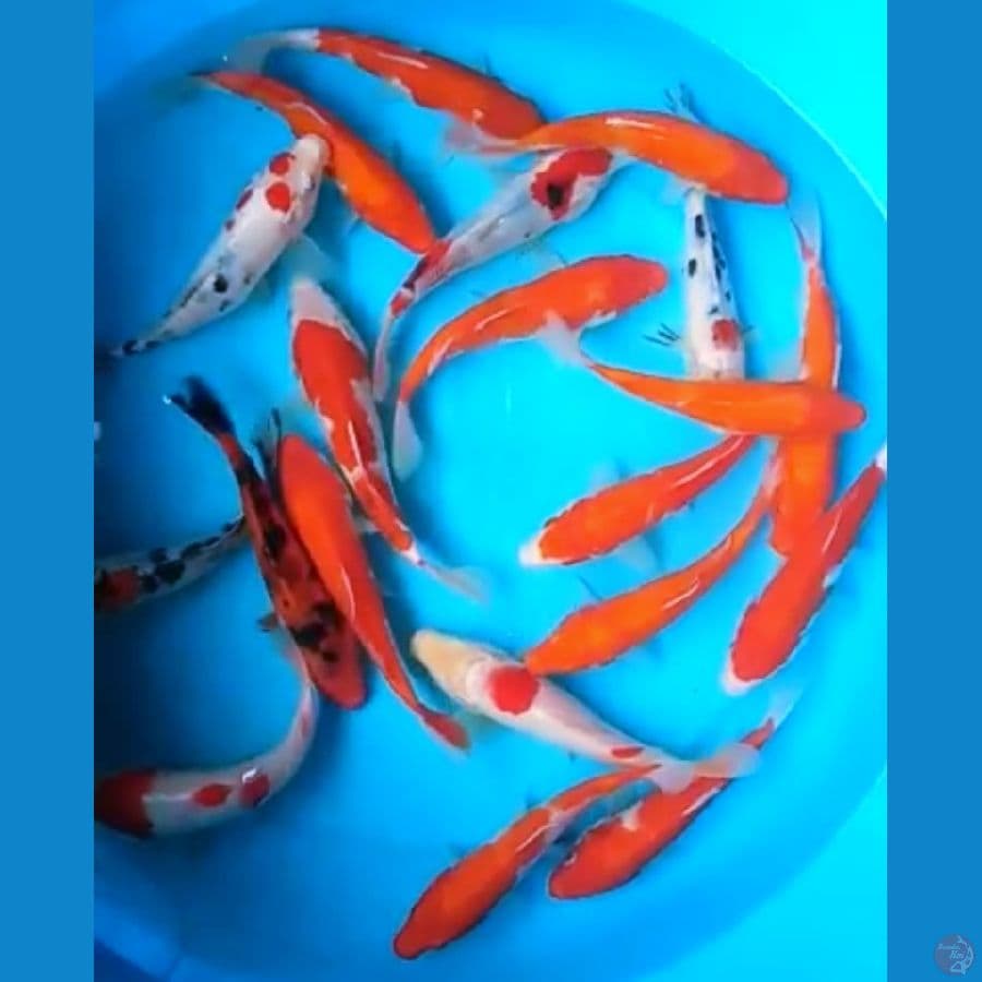 KOHAKU, SANKE, BENIGOI 17 - 18 Cm, 20 EKOR