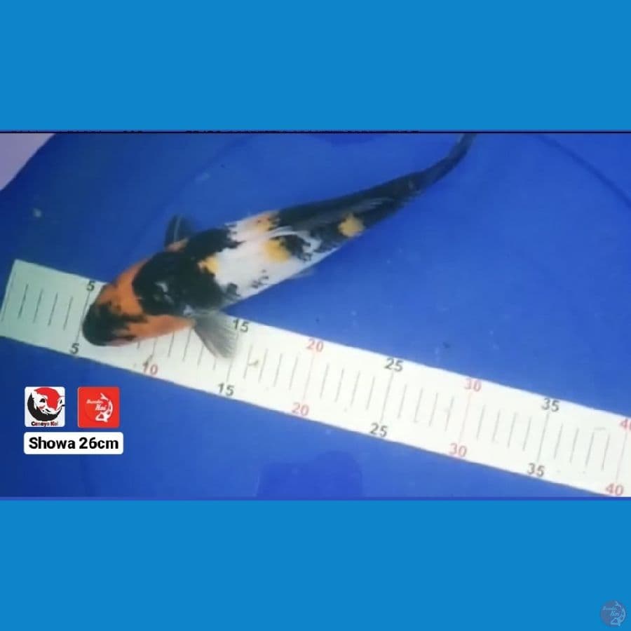 SHOWA 26CM --- CANAYA KOI FARM