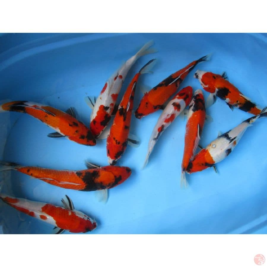MKC KOI GRUB BLITAR