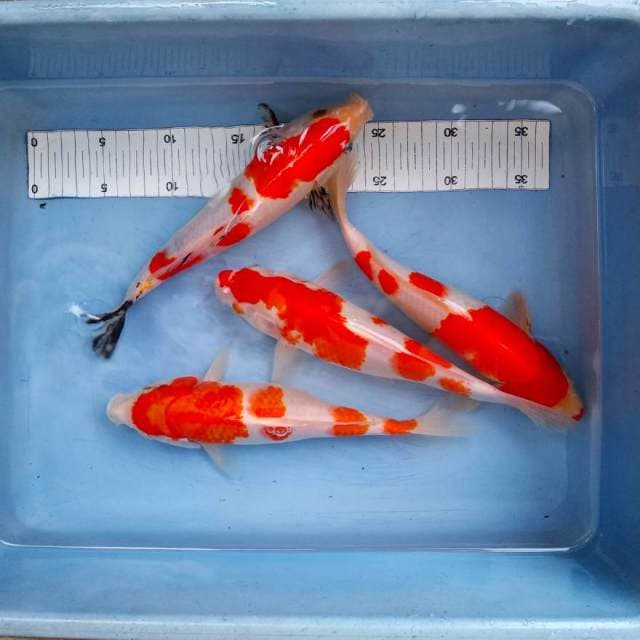 Paket kohaku sanke