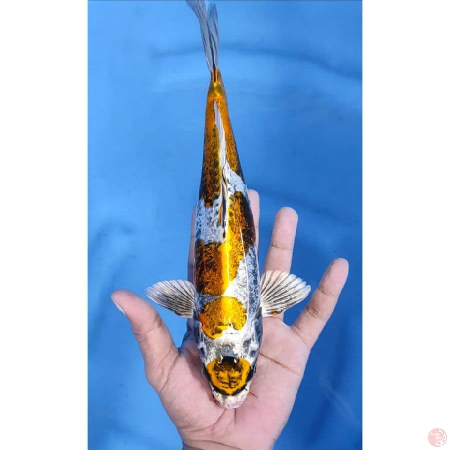 28cm # MARUTEN KIN KIKO
