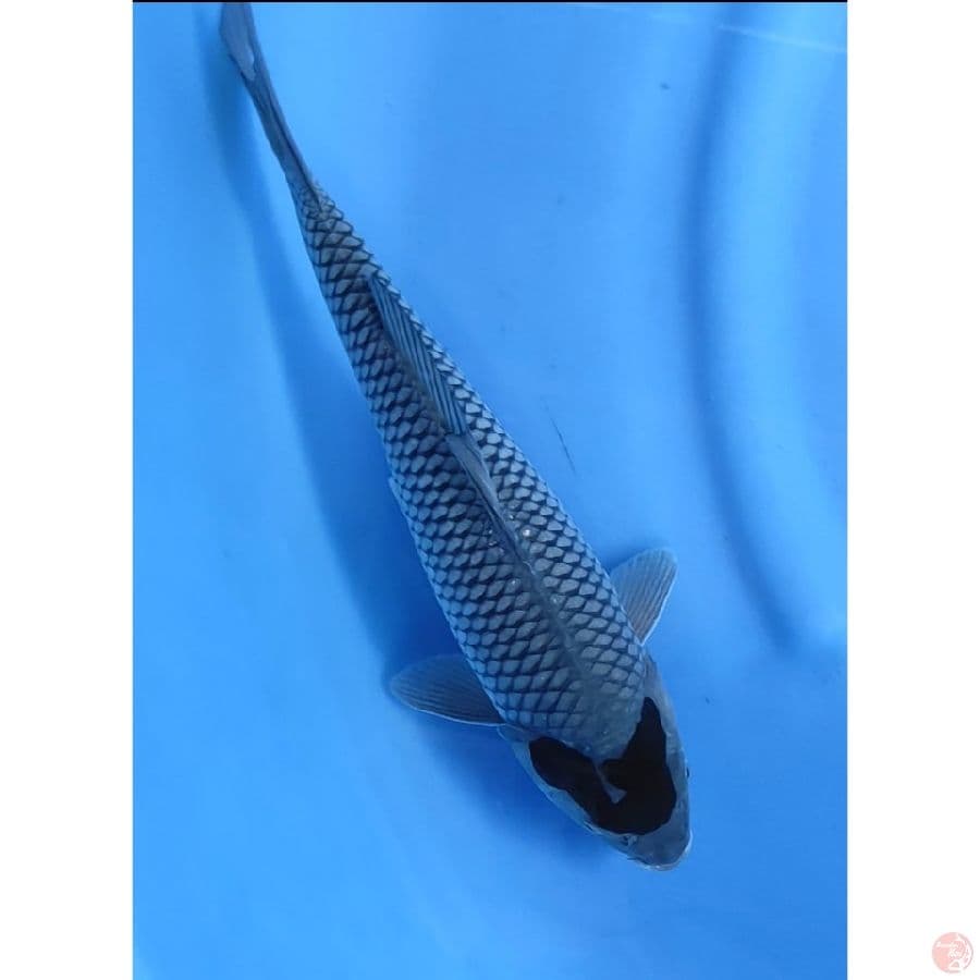33cm # TANCHO OCHIBA UNIK