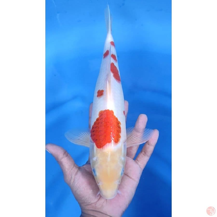 35cm # AI GOROMO