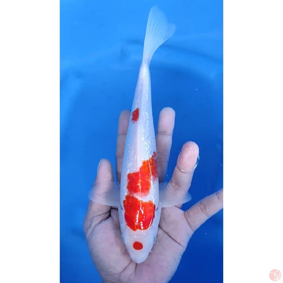 24cm # KOHAKU GINRIN