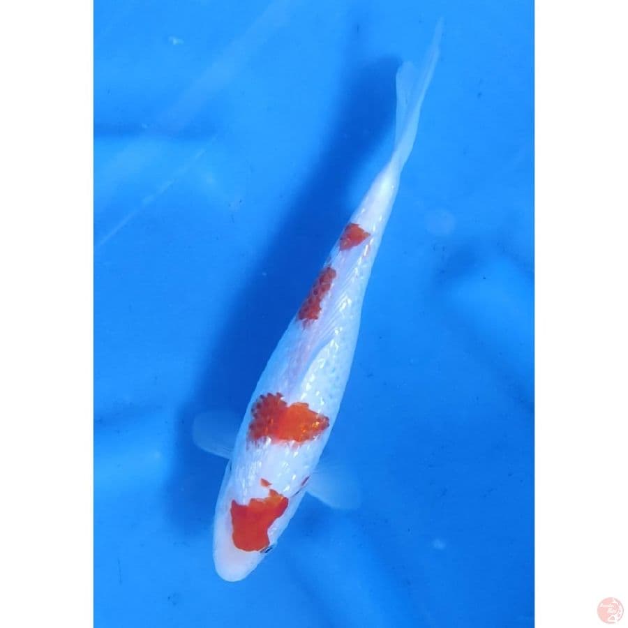 24cm # KOHAKU GINRIN