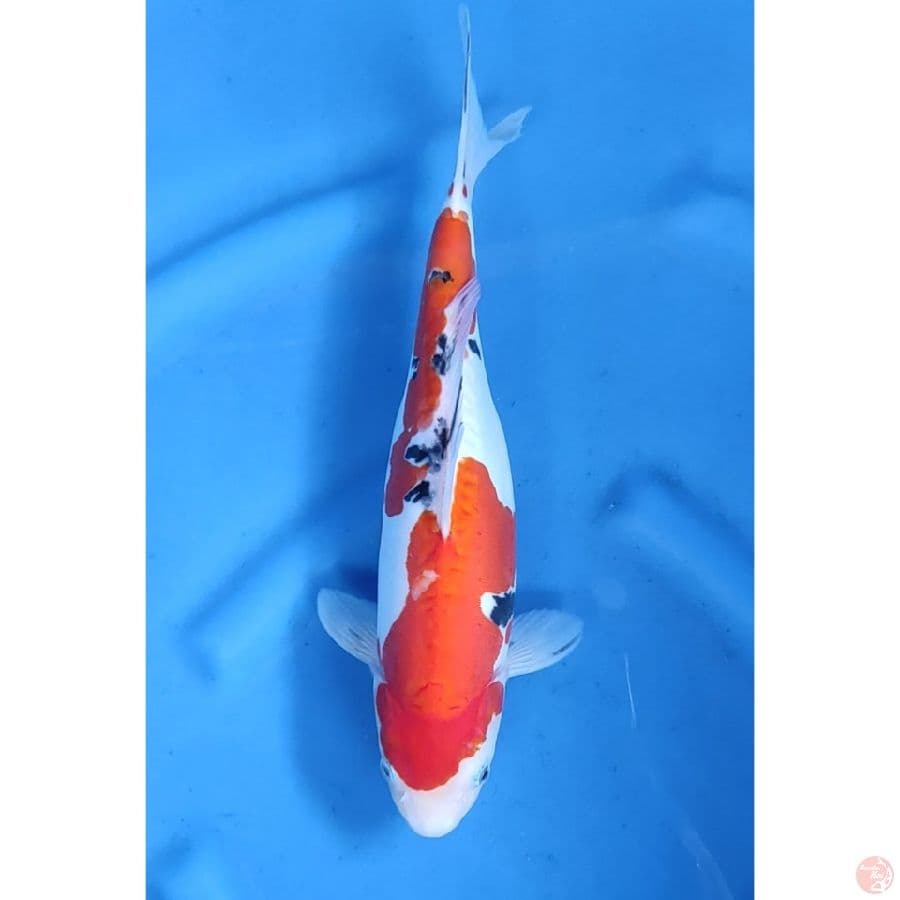 34cm # DOITSU MURNI SANKE