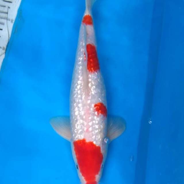 GINRIN KOHAKU