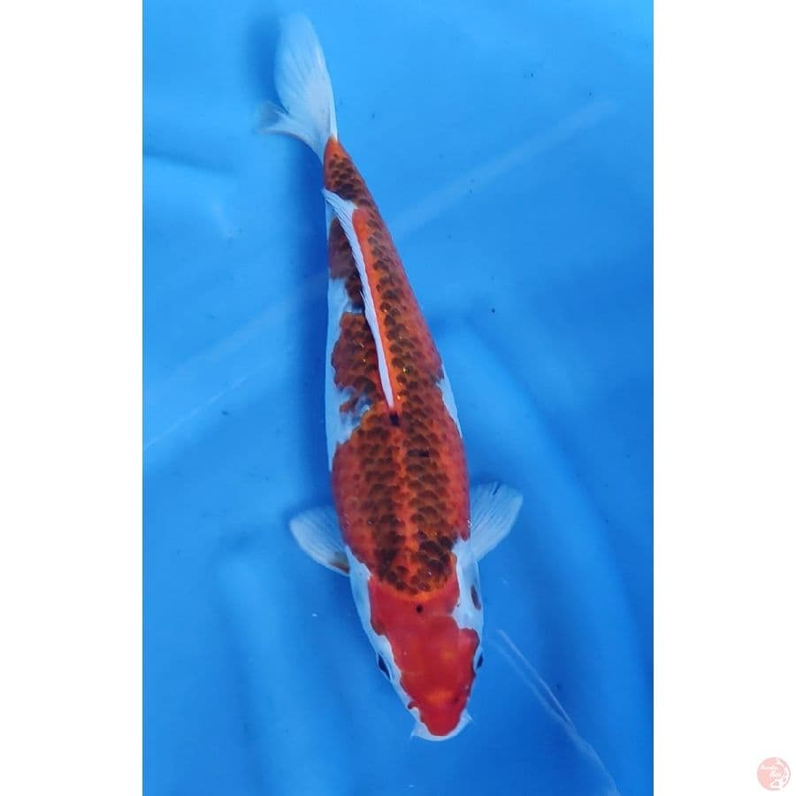 33cm # GOSHIKI