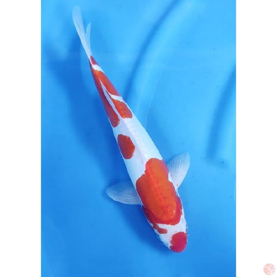 36cm # KOHAKU DOITSU MURNI